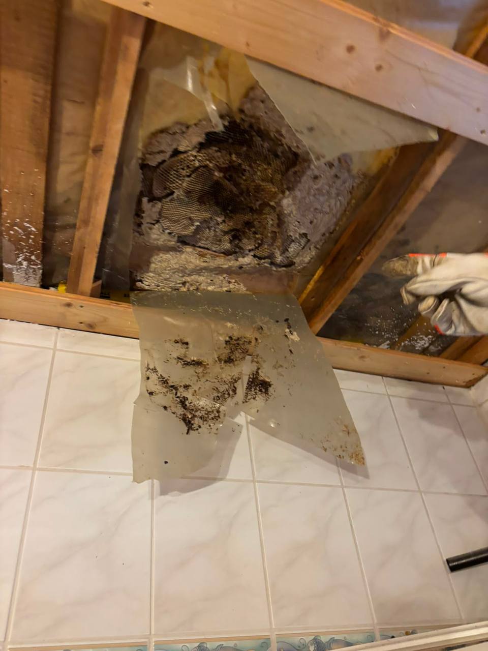 Wespennest in der Zwischendecke vor dem Einsatz